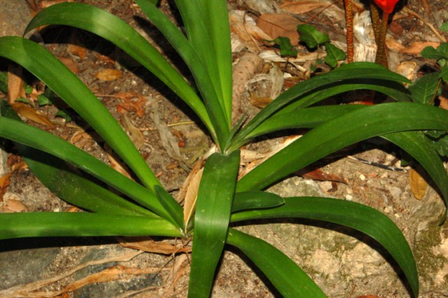 Ancora dei bei fiori rossi - Haemanthus coccineus